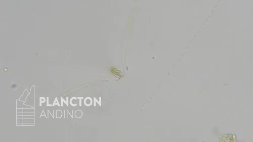 Imagen de la especie