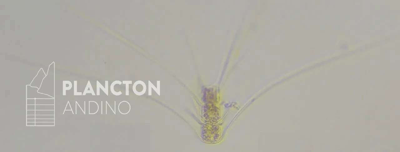 Chaetoceros criophilus - Imagen 3