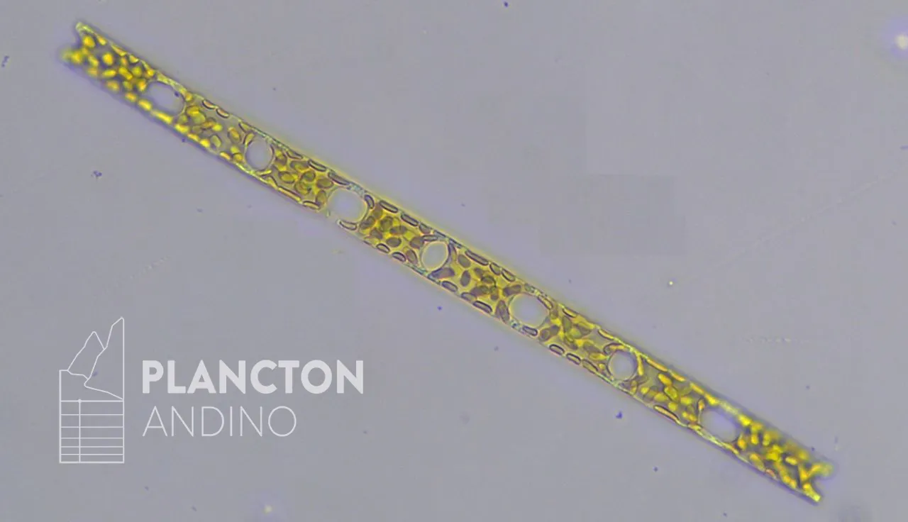 Eucampia zodiacus - Imagen 2