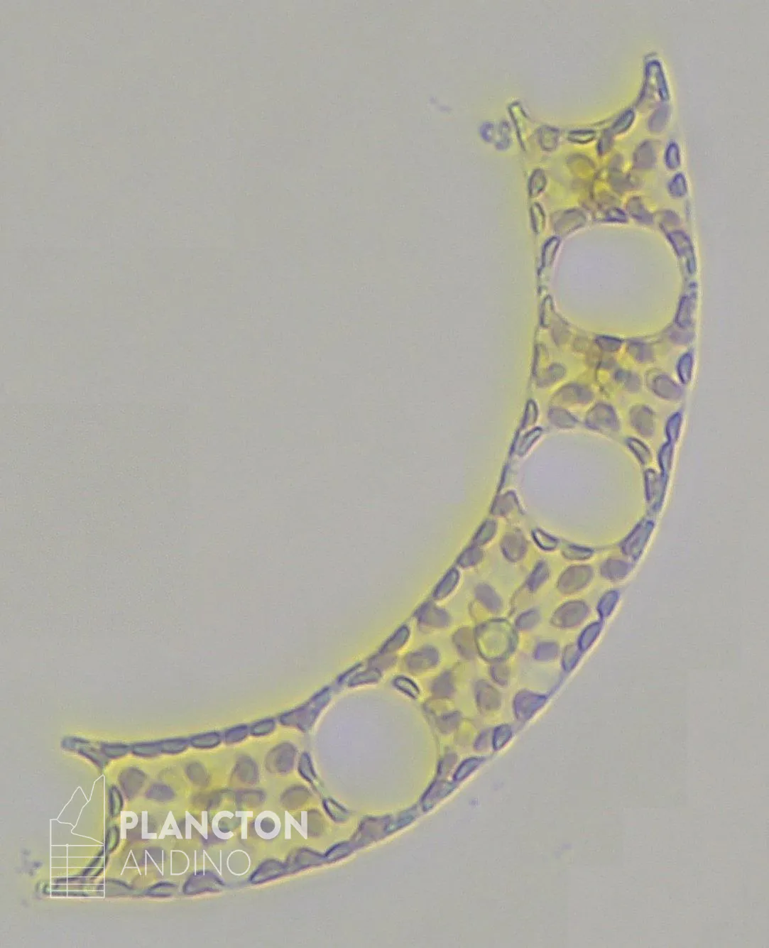 Eucampia zodiacus - Imagen 3