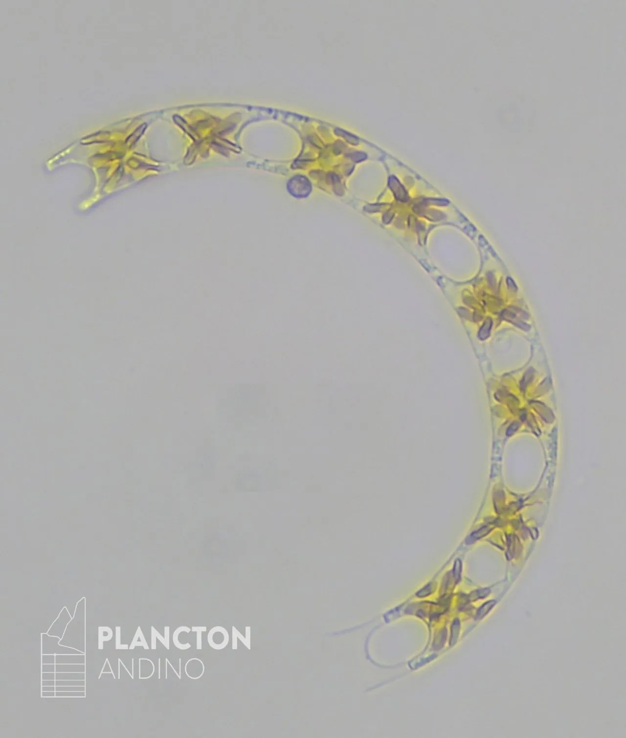 Eucampia zodiacus - Imagen 4