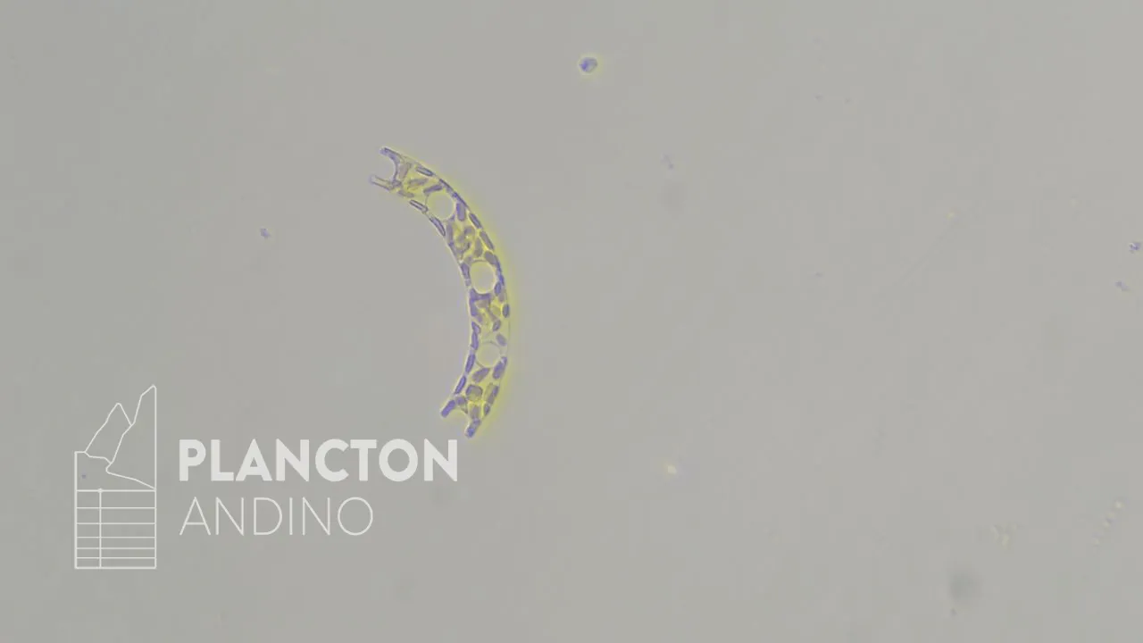 Eucampia zodiacus - Imagen 1