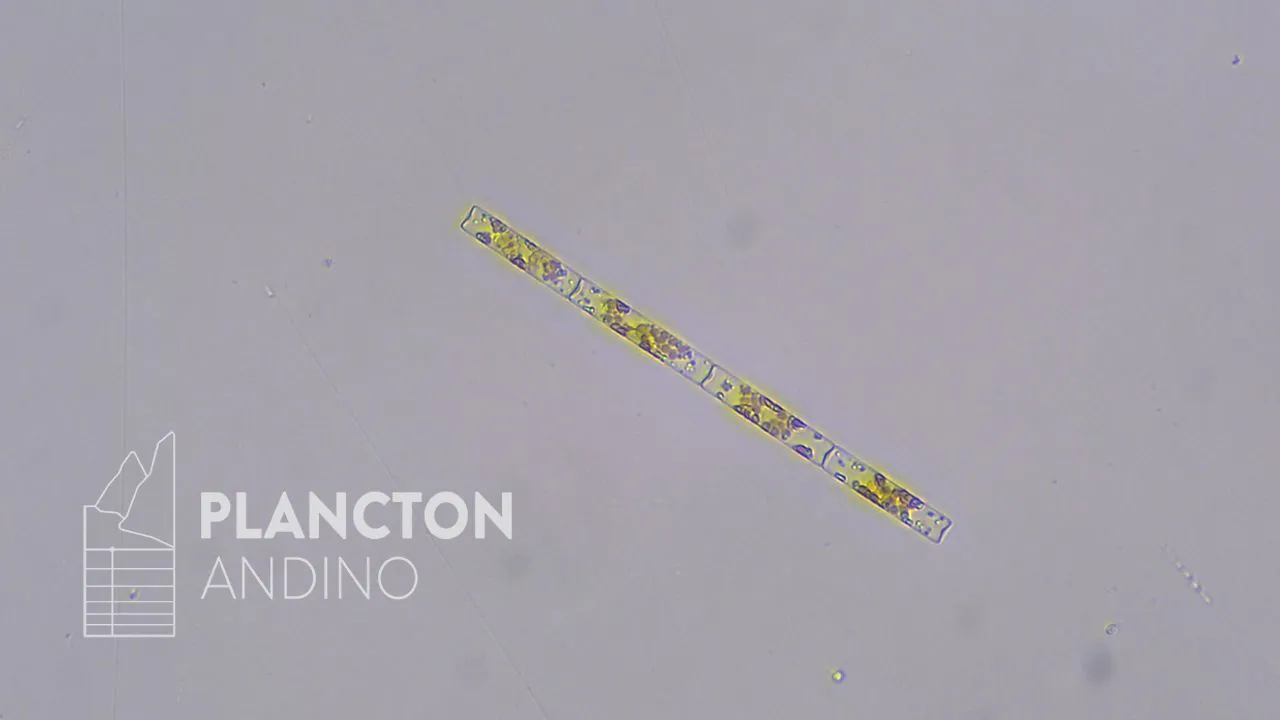 Leptocylindrus danicus - Imagen 2