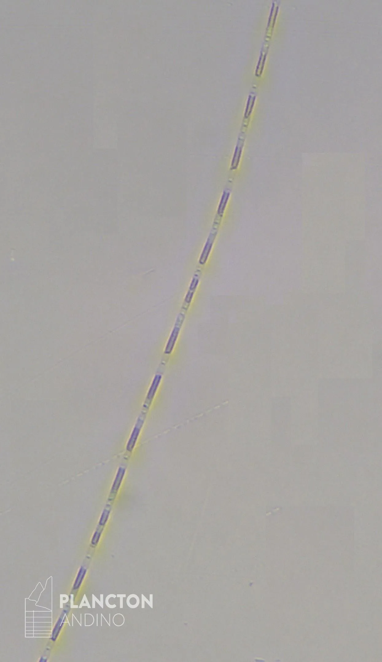 Leptocylindrus minimus - Imagen 2