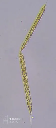 Sundstroemia setigera - Imagen 2