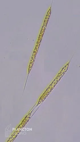 Sundstroemia setigera - Imagen 3