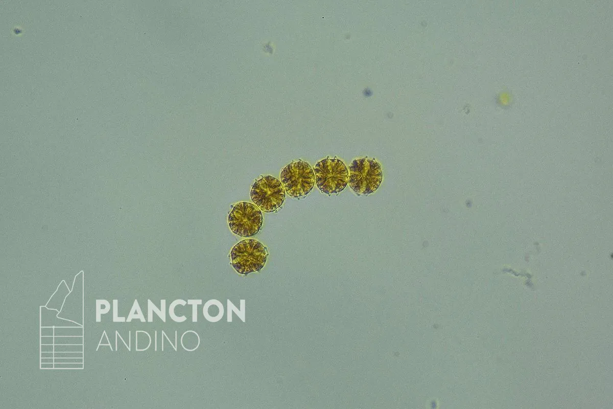 Alexandrium catenella - Imagen 2