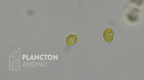 Heterosigma akashiwo - Imagen 2