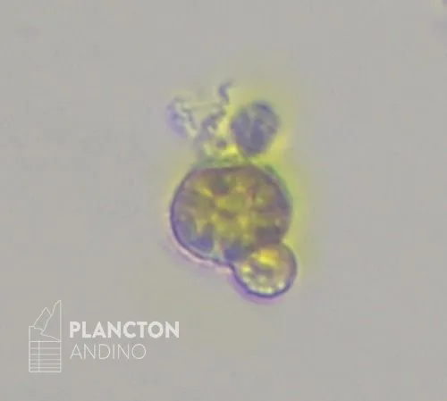 Heterosigma akashiwo - Imagen 3