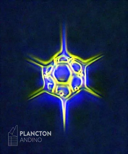 Octactis speculum - Imagen 2