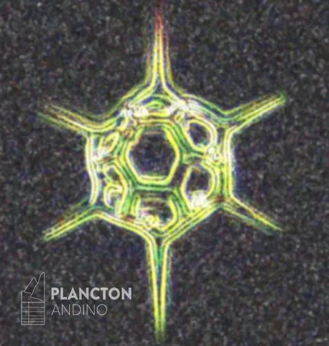 Octactis speculum - Imagen 3