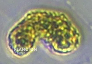 Pseudochattonella verruculosa - Imagen 4