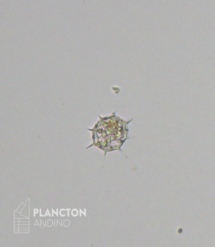 Octactis octonaria - Imagen 1