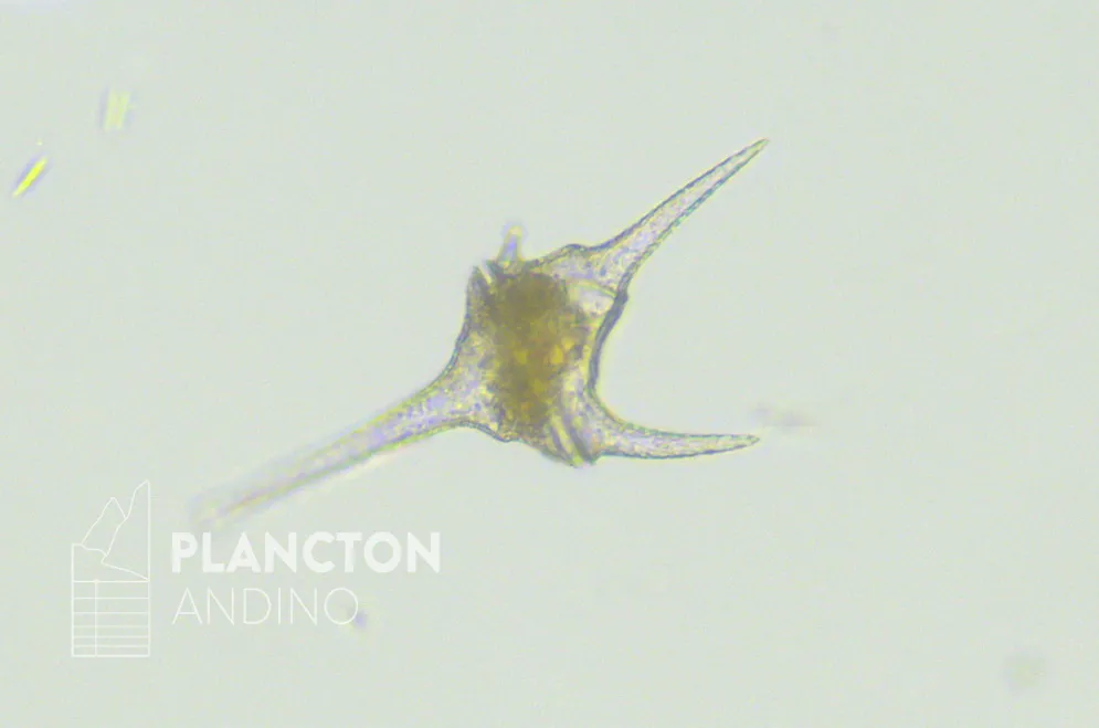 Imagen de la especie