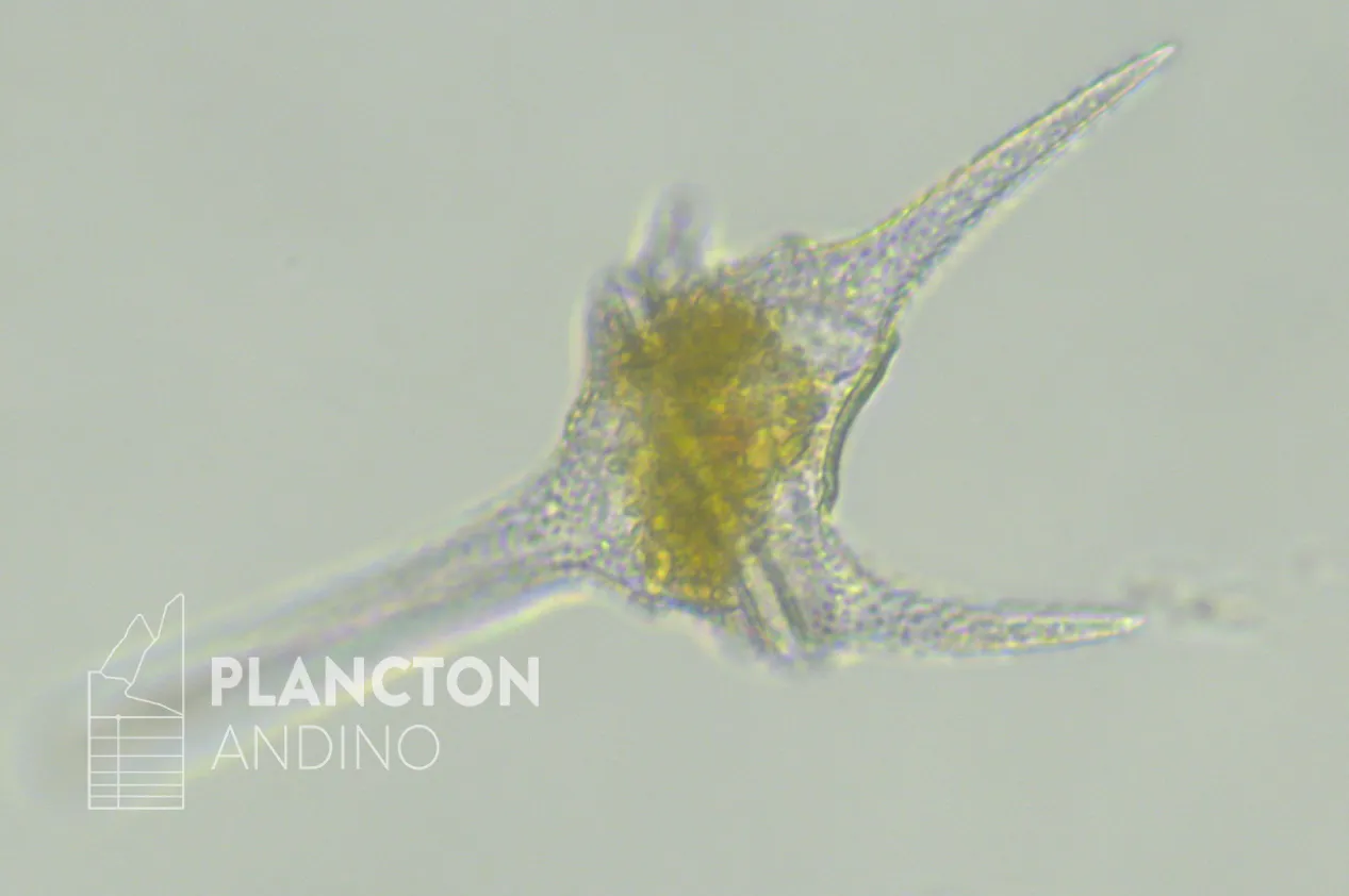 Ceratium hirundinella - Imagen 2