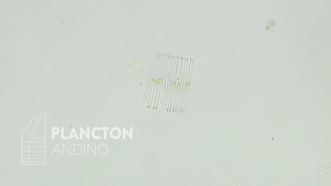 Fragilaria crotonensis - Imagen 1