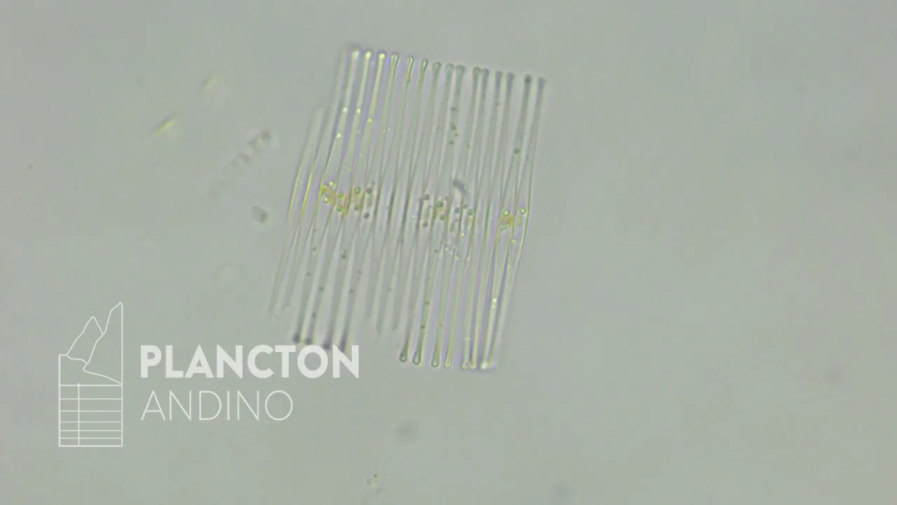 Fragilaria crotonensis - Imagen 2