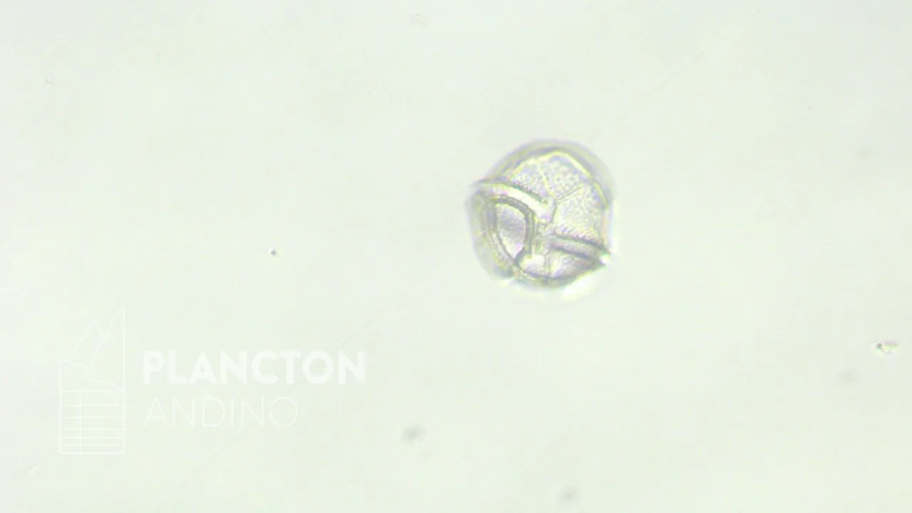 Peridinium - Imagen 4