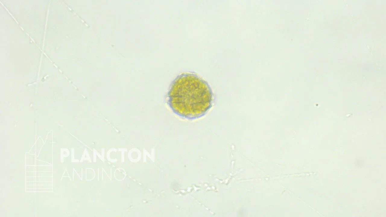 Peridinium - Imagen 3