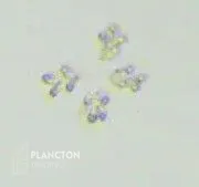 Raphidocelis - Imagen 1