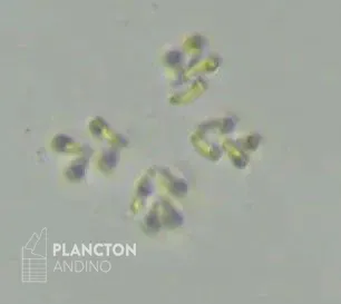 Raphidocelis - Imagen 2