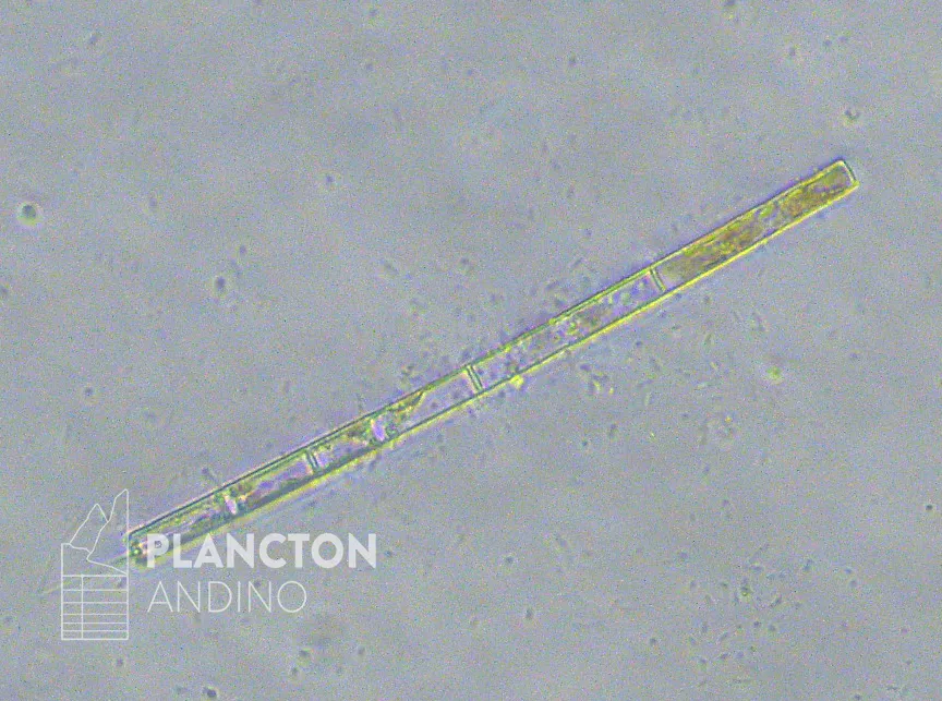 Aulacoseira granulata