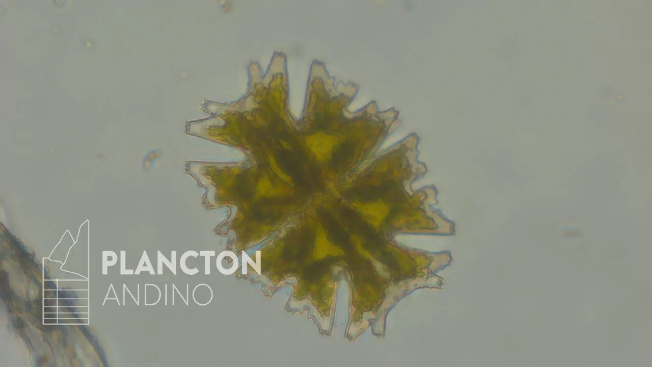 Imagen de la especie