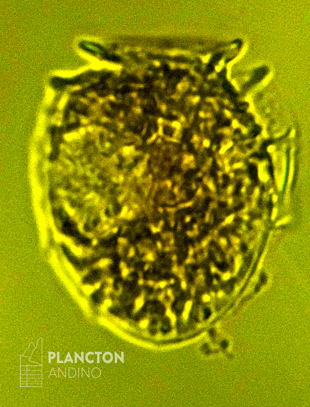 Imagen de la especie