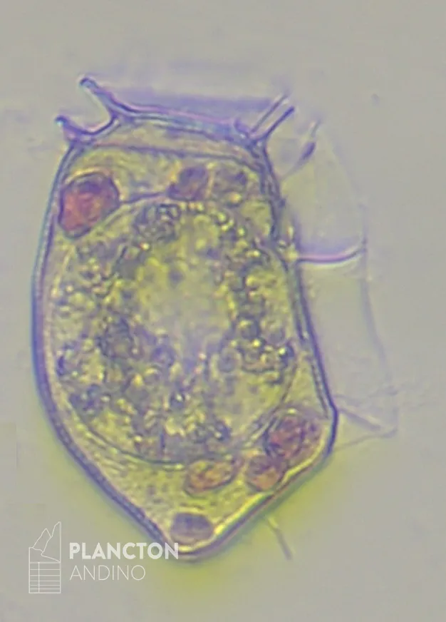 Dinophysis acuta - Imagen 2