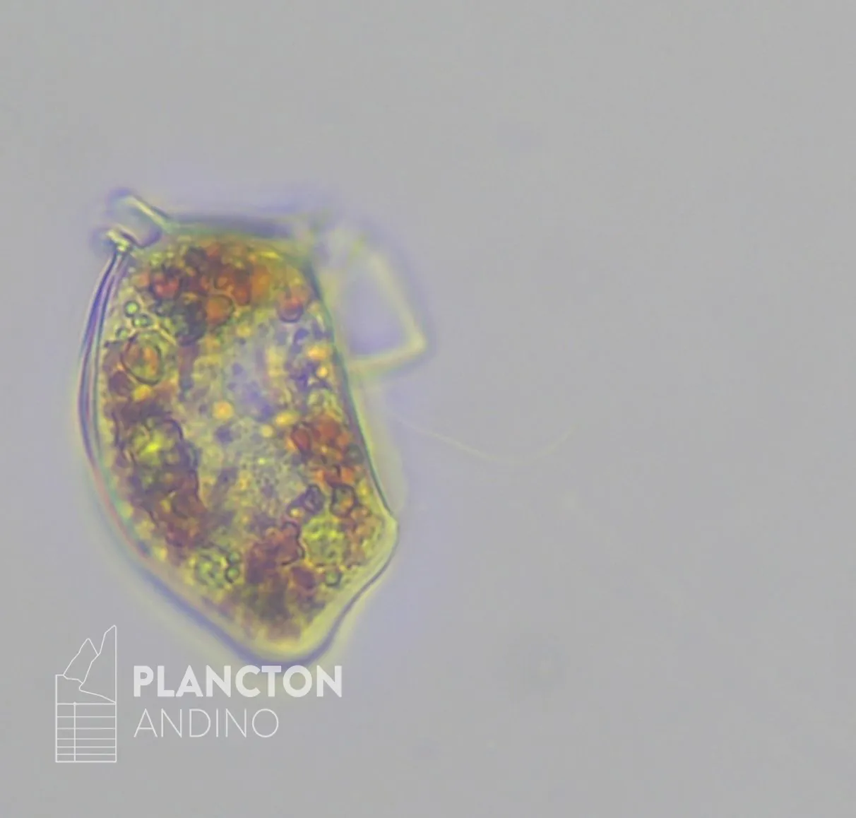 Imagen de la especie