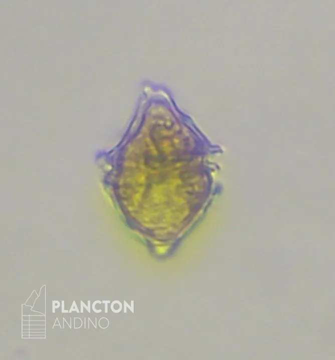 Imagen de la especie