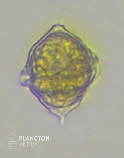 Kryptoperidinium triquetrum