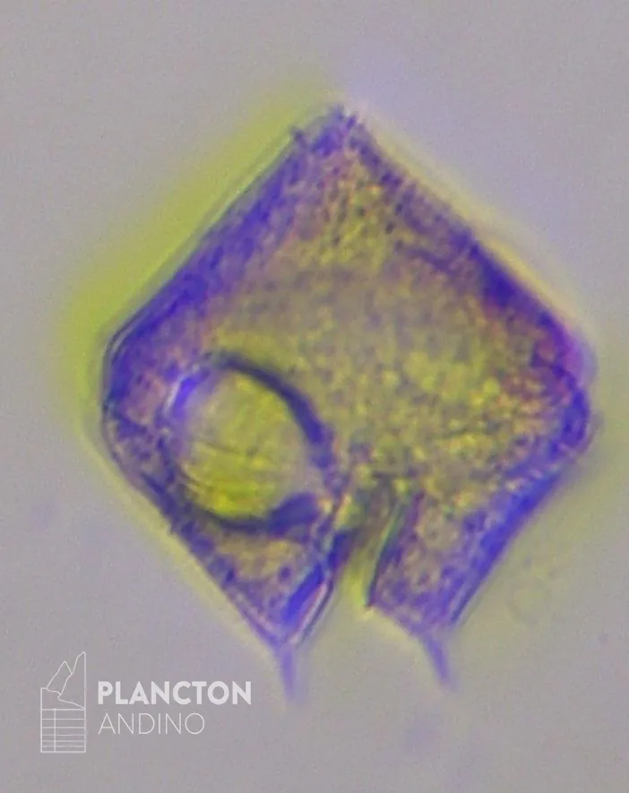 Imagen de la especie