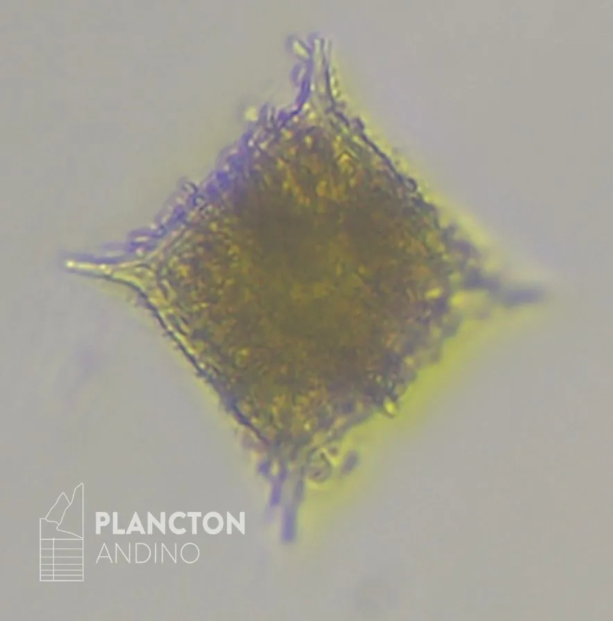 Dictyocha fibula - Imagen 2