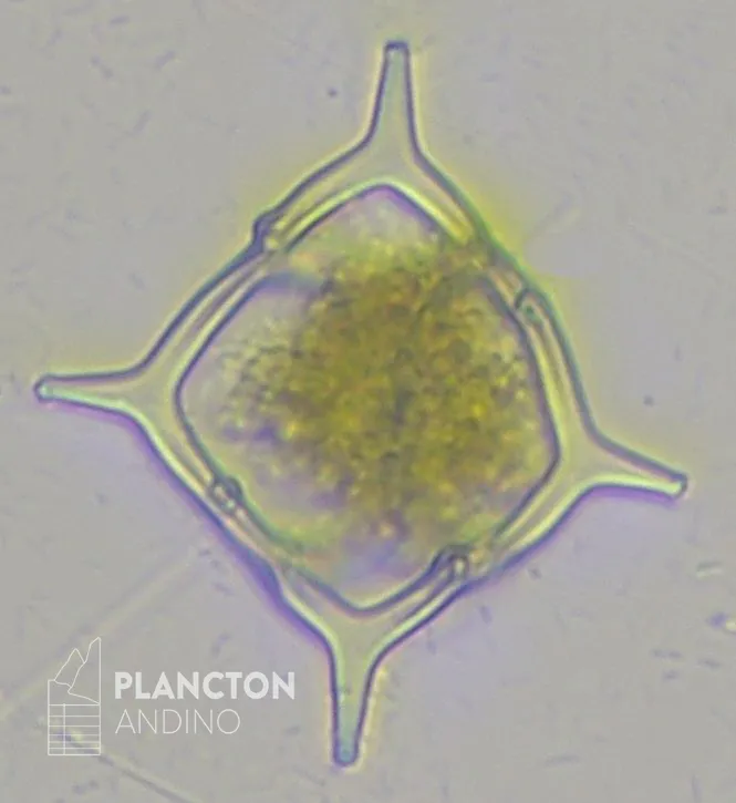Dictyocha fibula - Imagen 1