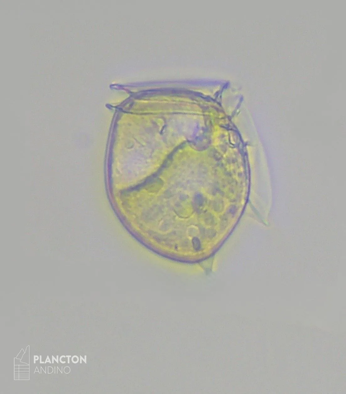 Dinophysis hastata