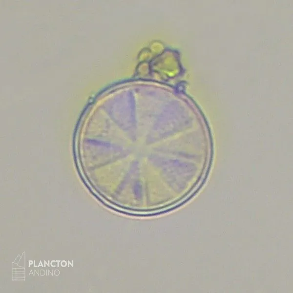 Actinoptychus