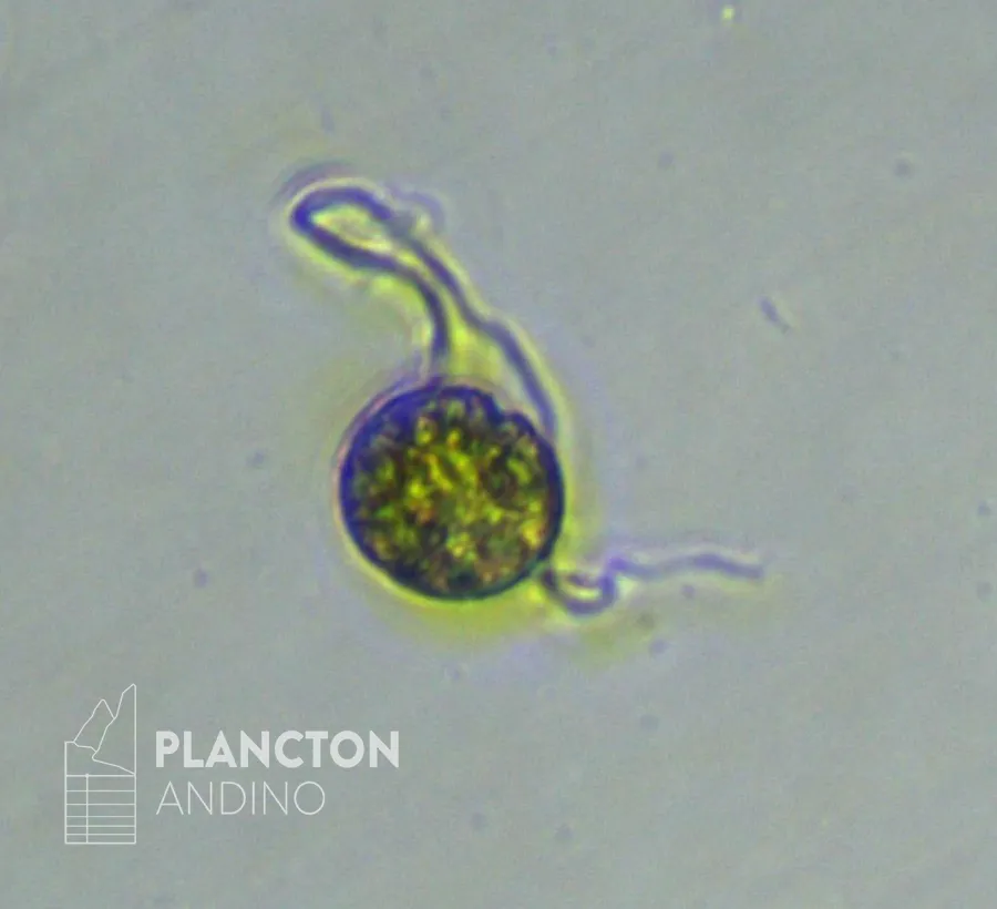 Imagen de la especie