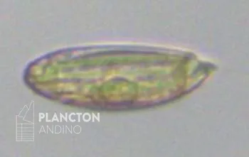 Torodinium - Imagen 4
