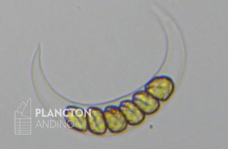 Imagen de la especie