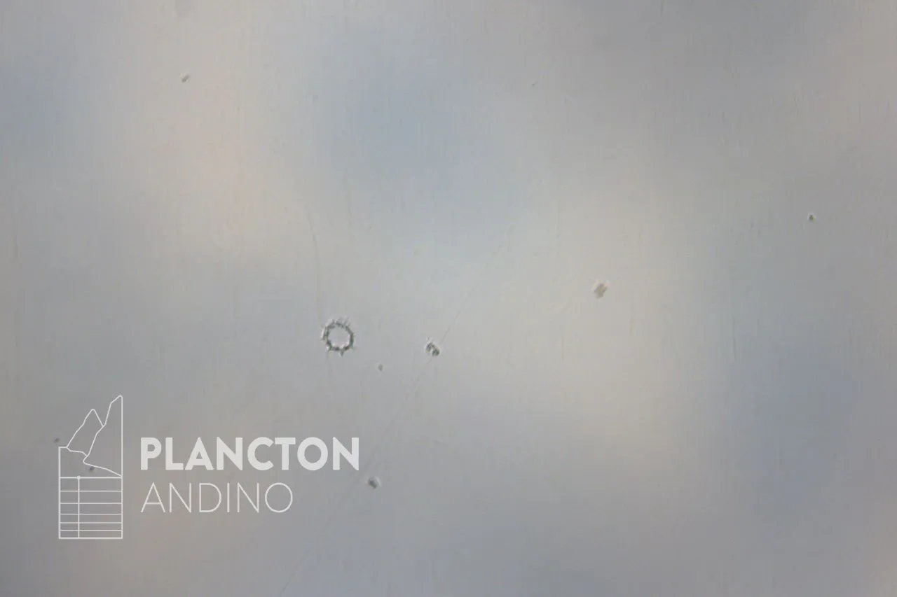 Octactis octonaria - Imagen 3