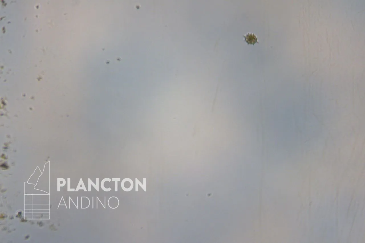 Octactis octonaria - Imagen 4