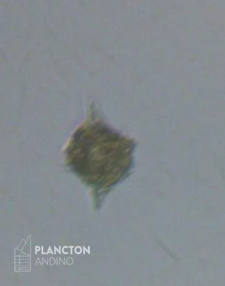 Dictyocha fibula - Imagen 4