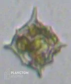 Dictyocha fibula - Imagen 2