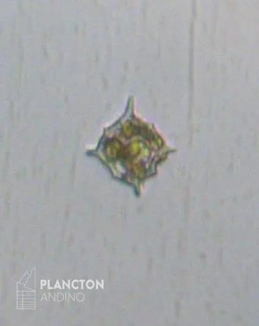 Dictyocha fibula - Imagen 1