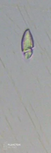 Katodinium - Imagen 2