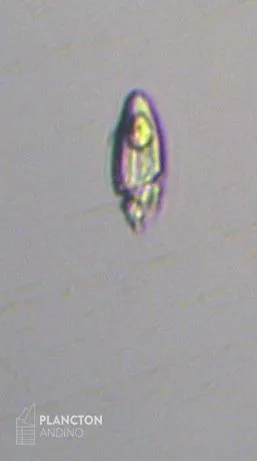 Katodinium - Imagen 1