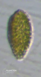 Chattonella - Imagen 1