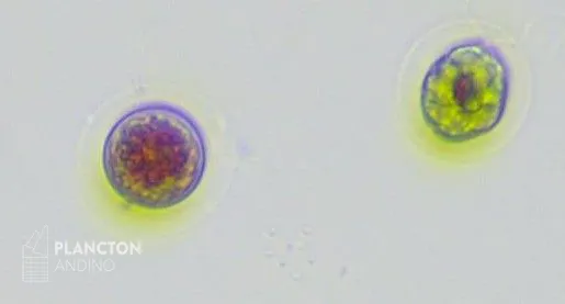 Imagen de la especie