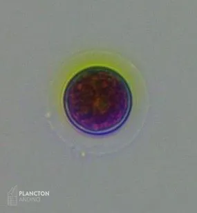 Haematococcus - Imagen 4